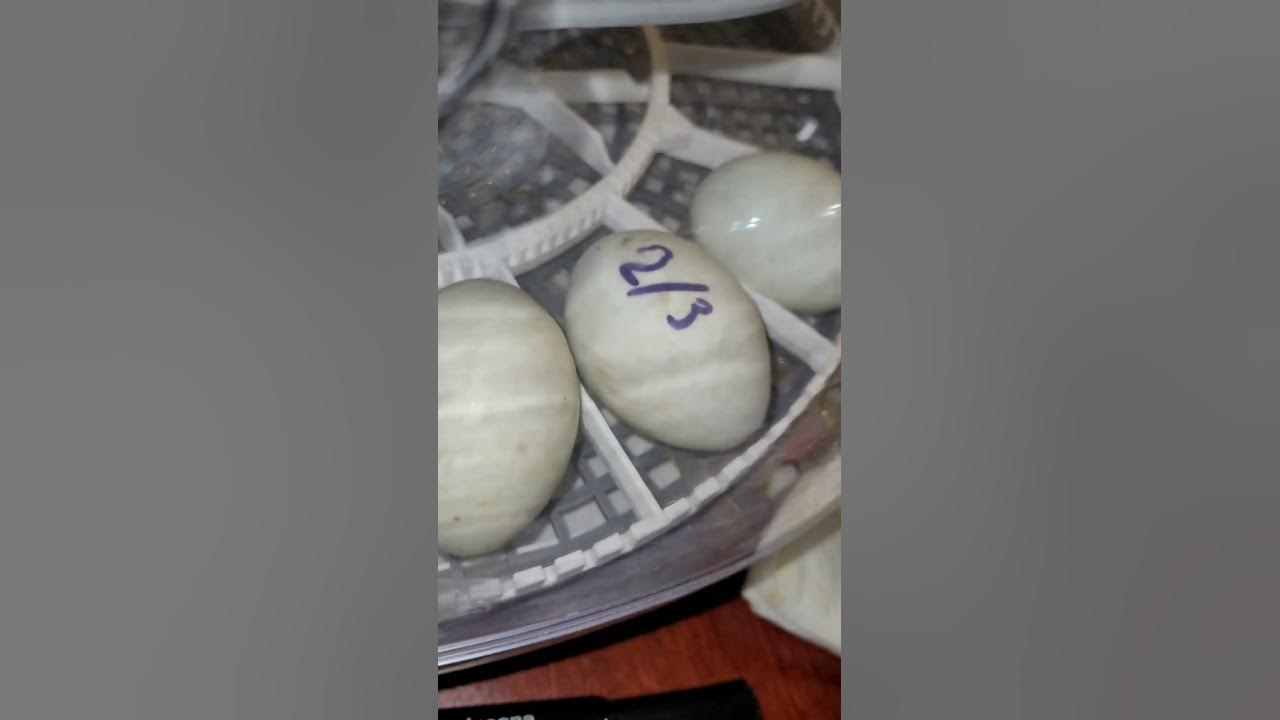 Call Duck incubation Lockdown day 1 YouTube