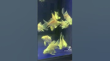 Chép sư tử gen cao cấp.bảo hành nuôi lớn bao đẹp cho ae.ae nào mến liên hệ mình nhé