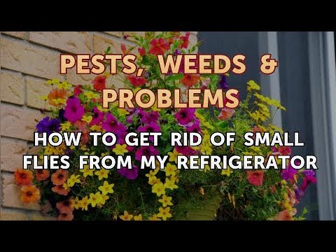 How to Get Rid of Gnats Outdoors (4 Easy Steps) 