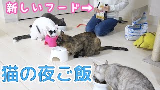 フードを変更中の猫4匹の夜ご飯の様子【日常】