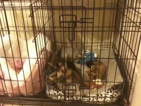 chihuahua crate