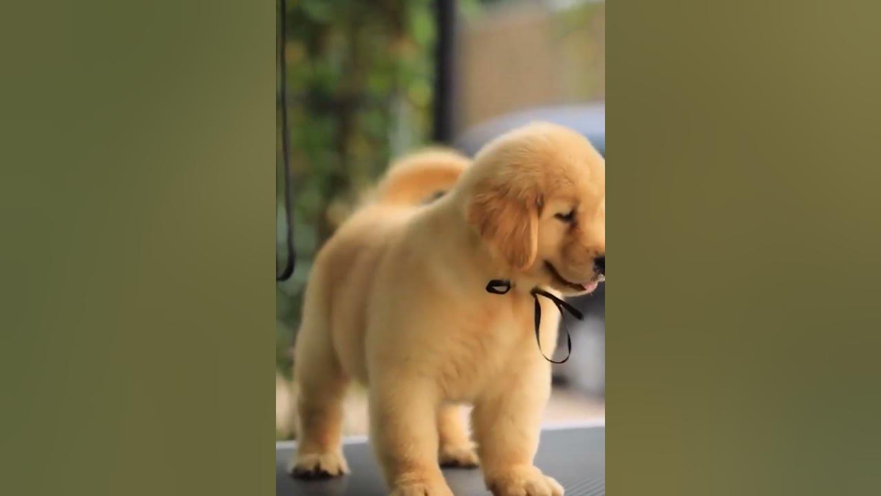 how-to-feed-golden-retriever-puppy-youtube