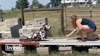 Dalmatian Competes In A Dog Sport Called Weight Pull