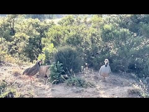 Bağlı avı Boksör Lallo TAM BİR SAVAŞ KEKLİĞİ … 08.07.2023 Güz avı