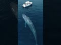 🐋😱 A Massive Whale Right Under the Boat! 🚤🌊