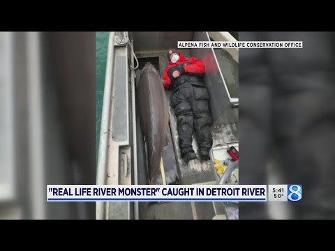 #Dinosaurfish: Sturgeon caught in Detroit River likely 100 years old