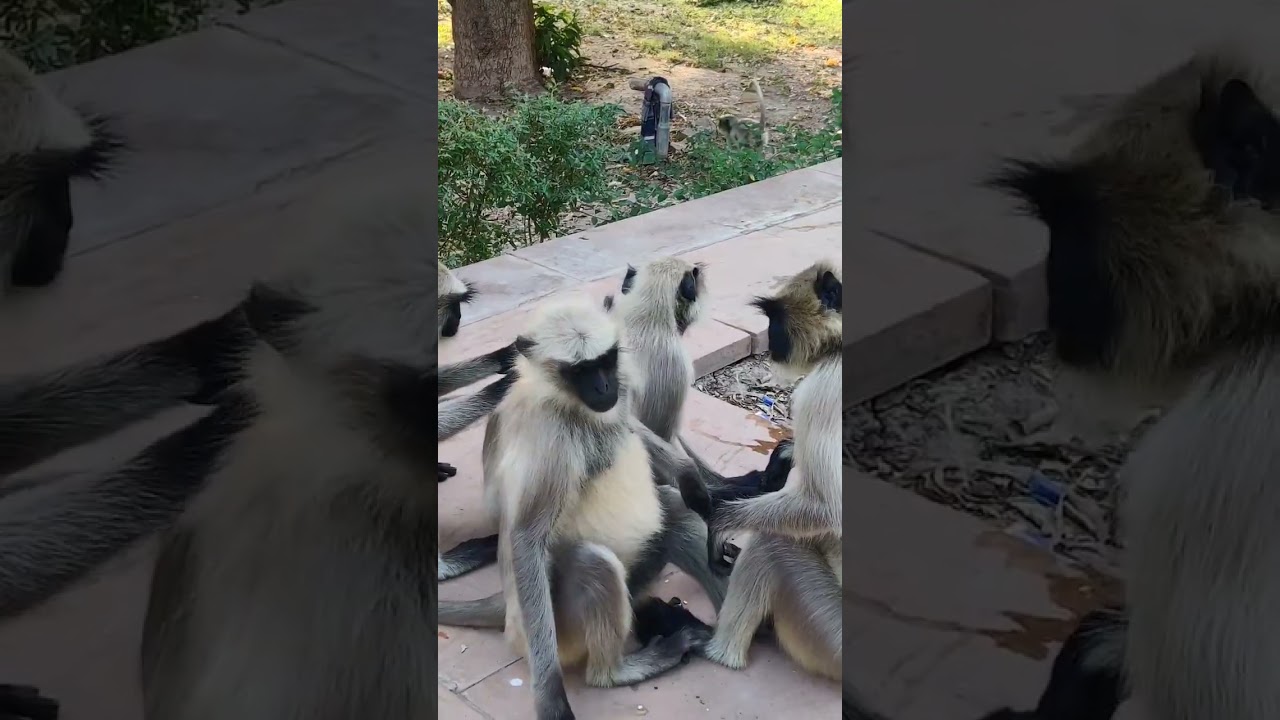 Mandore Garden, Jodhpur
