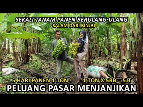 Vídeo: Saba degotejada de fulles d'arbre: informació sobre el tractament dels pugons dels arbres