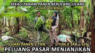 1 MILLION RUPIAH DAILY FROM BANANA CULTIVATION