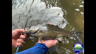 Fishing Tips for Housatonic River Smallmouth Bass