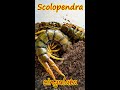 Кольчатая сколопендра хватает таракана (Scolopendra cingulata) #shorts