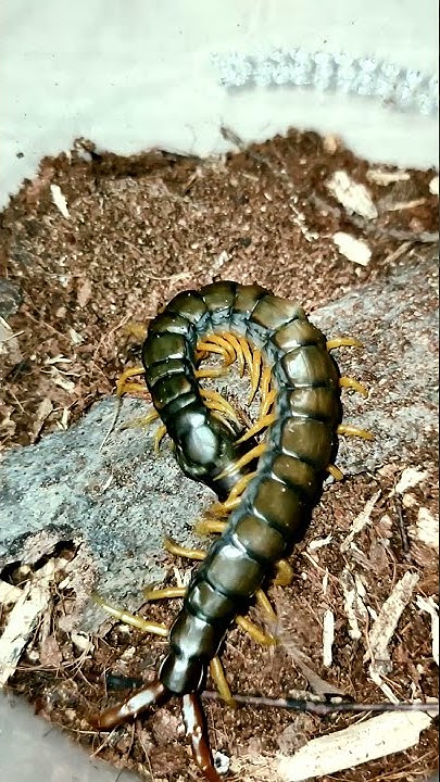 Кольчатая сколопендра хватает таракана (Scolopendra cingulata) #shorts ...
