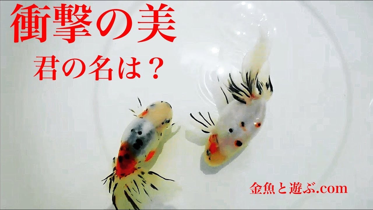 美しい金魚の名は 極上特選 志村東錦 も紹介します Goldfish Youtube 美しい金魚の名は 極上特選 志村東錦 も紹介します Goldfish Youtube