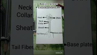 Structure of virus ll from easy steps digaram ll #virus #shotrsviral #scienceforstudents #shorts