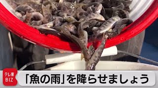 「魚の雨」ユタ州の湖で魚を大量投下　1950年代から続く稚魚の放流（2021年7月14日）