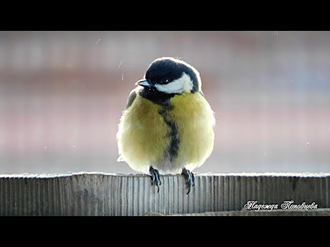 Песни синичек. Синичкин день.