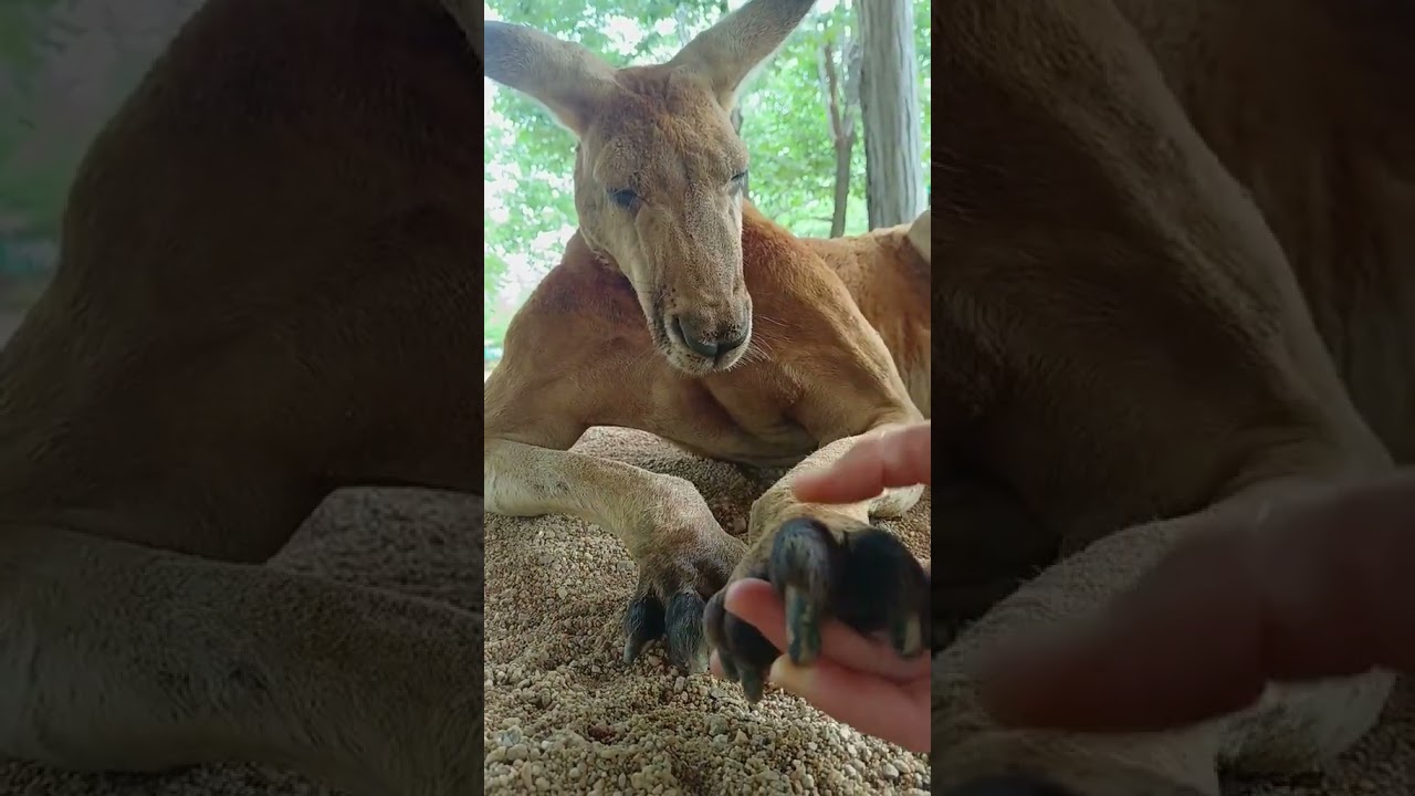 Ver #animal #automobile #aquarium #sewing #electrician #bushcraft #ai #kangaroo #machine #survival en YouTube Ver #animal #automobile #aquarium #sewing #electrician #bushcraft #ai #kangaroo #machine #survival en YouTube