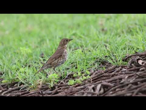 Song Thrush On Norfolk Island Oct 2022 