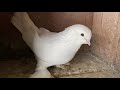 Бойные Голуби🕊 Причина моего отсутствия и обзор моих Голубей #бойныеголуби #doves #pigeons #tbilisi