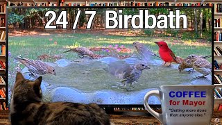 24\/7 Cat TV Continuous Birdbath All Day Never-ending Video for Cats to Watch On-the-Hour