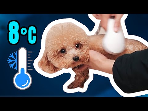 Video: Cách Giữ ấm Cho Chó Trong Thời Tiết Mùa đông