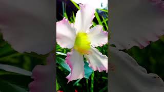 How to make cinematic flower 🤠 🌱🌿 #flowers #adenium #bunga How to make cinematic flower 🤠 🌱🌿 #flowers #adenium #bunga