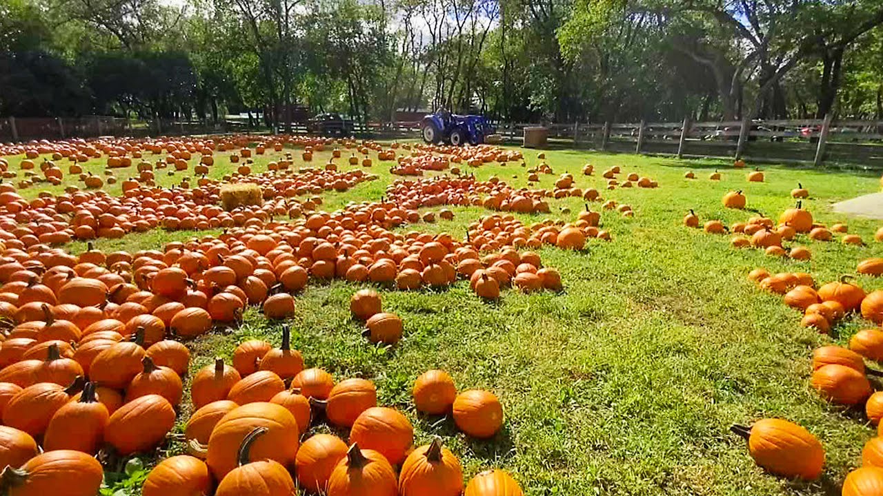 Visiting Queens County Farm Pumpkin Patch 🍁🎃 Fall Fun in NYC