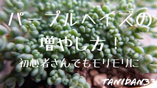 【多肉植物】セダムを増やそう！パープルヘイズの増やし方！