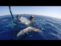Submerged Spearfishing - Dogtooth Tuna Drone
