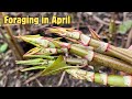Foraging in april part 4 of 4 uk wildcrafts foraging calendar series