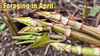 Foraging in April (Part 4 of 4) UK Wildcrafts Foraging Calendar Series