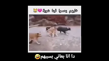كلاب الشارع مع الشباب بليل يوتيوب Funny القناه كلاب Fun 2023 ضحك حياة صعبه حياة رمضان 