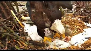 Decorah Eagles-Mom Braces Against Strong Wind Gusts Feeding Eaglets 04.11.2019