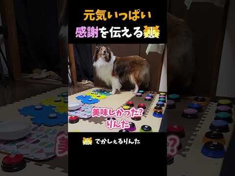 元気いっぱい感謝を伝えるシェルティ【会話ボタンでしゃべる犬】 #shorts #犬