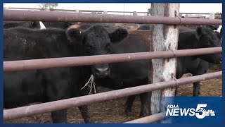 Locals react to President Trump's beef imports announcement