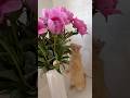 Flowers lover cat Fanta #cat #lifewithcat #orangecat #flowers #cutecat