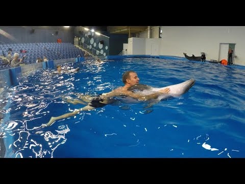 Плаванье с дельфинами в Екатеринбурге! Уникальная возможность!