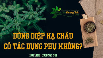 Tác dụng phụ của diệp hạ châu là gì? Uống nhiều diệp hạ châu có tốt không? | Dược Liệu Phương Thảo