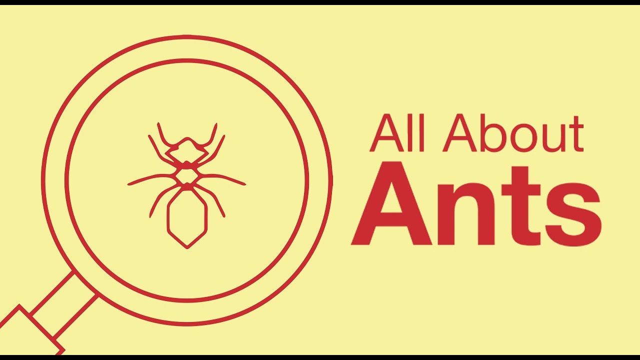 What You Need to Know about Ants