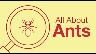 What You Need to Know about Ants