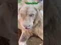 other vs this guy's with lion 🦁#clips#edit#viral#animals#lion#guys