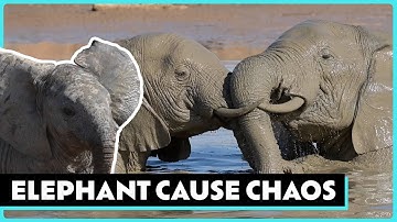 Wild Elephants Cause Mayhem!