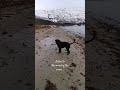 Henry and me went sniffing the ocean... 🌊 So peaceful!  #dog #nature #waves #ocean #lifeinthearctic