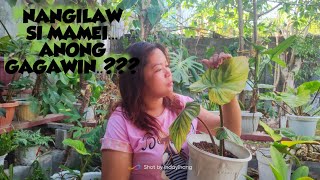 HOW TO REVIVE THE PHILODENDRON MAMEI..
