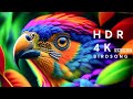 4K HDR Dolby Vision - The Most Colorful Birds | Scenic Relaxation Film With Calming Music