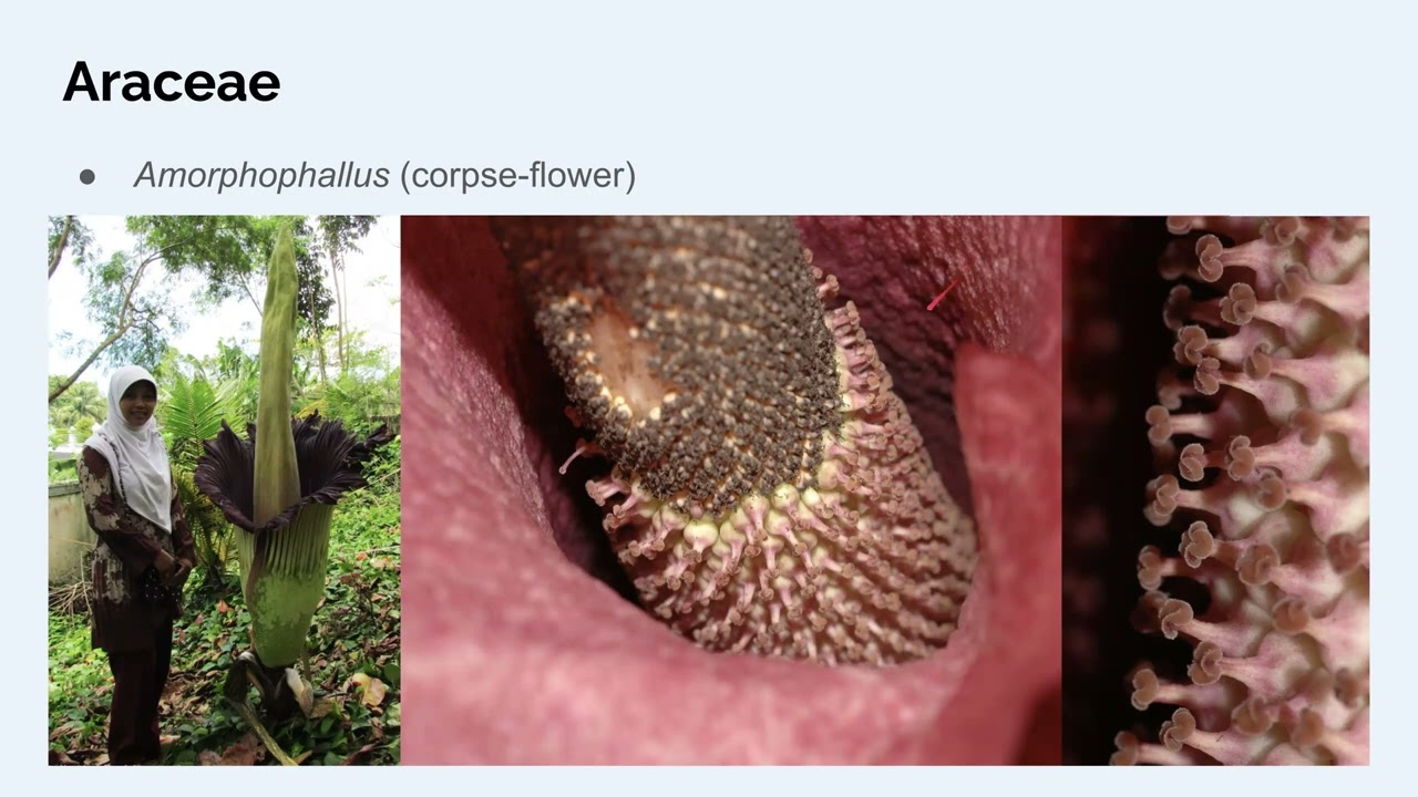 Plant Taxonomy 08b1 - Large families worldwide 1