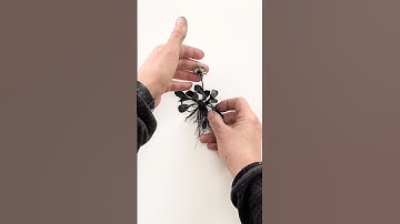 Botanical Monoprint tutorial of a daisy plant  #printmaking #monoprints #contemporaryart #monoprint