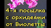 Орхидеи,узамба́рские фиалки,Самара🌺