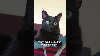 Must Watch Cat's Advice ✨ #black #cat #advice #wisdom #shorts #love #cats