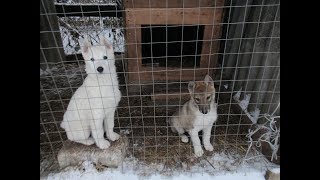 ВОТ ЭТО ДЕНЬ!КАША.ПОСЫЛКА.ЩЕНКИ.ЛАЙКИ. ВОТ ЭТО ДЕНЬ!КАША.ПОСЫЛКА.ЩЕНКИ.ЛАЙКИ.